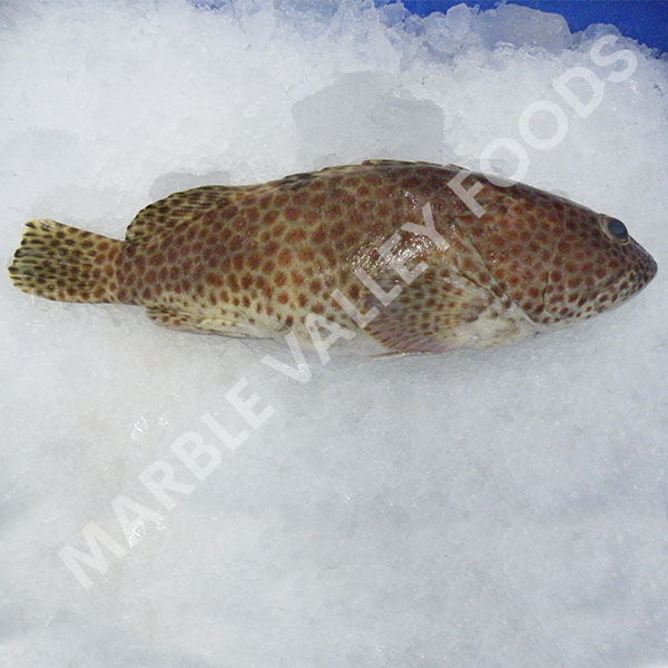 brown_spot